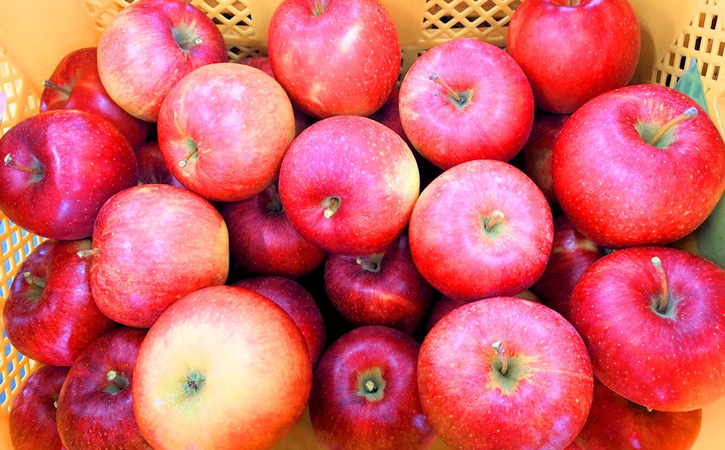 【訳あり】 山形県おきたま産 りんご （サンふじ）（〇秀） 28玉～46玉（約10kg）