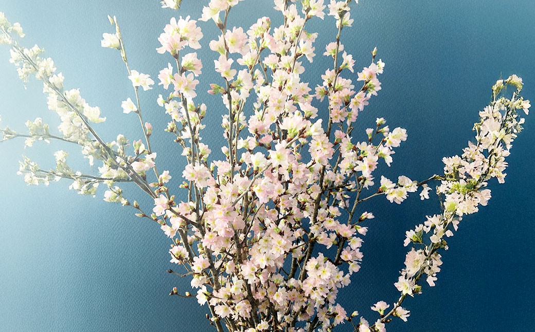 啓翁桜 約90cm×10本 桜 さくら サクラ 花