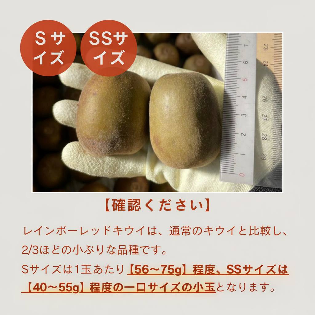 サイズ感