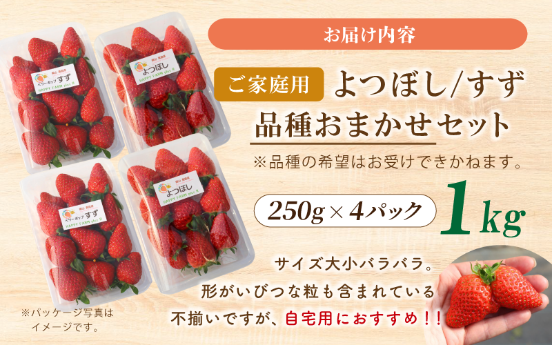 品種おまかせ。サイズは大小バラバラ。形がいびつな粒も含まれている  不揃いですが、ご自宅用におすすめ！！