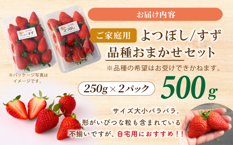 品種おまかせ。サイズは大小バラバラ。形がいびつな粒も含まれている  不揃いですが、ご自宅用におすすめ！！