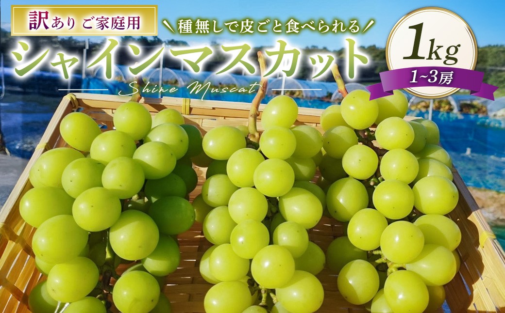 訳あり シャインマスカット 1～3房 1kg