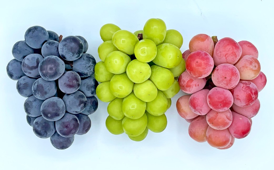 大粒ぶどうの詰合せ 約2kg×3回 計約6kg