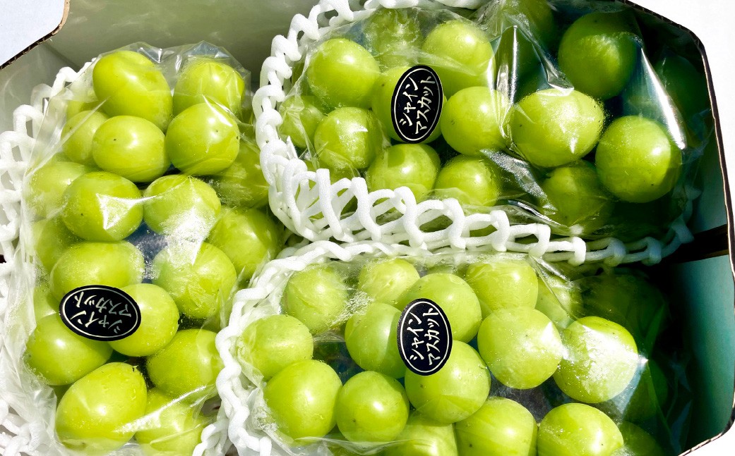 大粒ぶどうの詰合せ 約2kg×3回 計約6kg