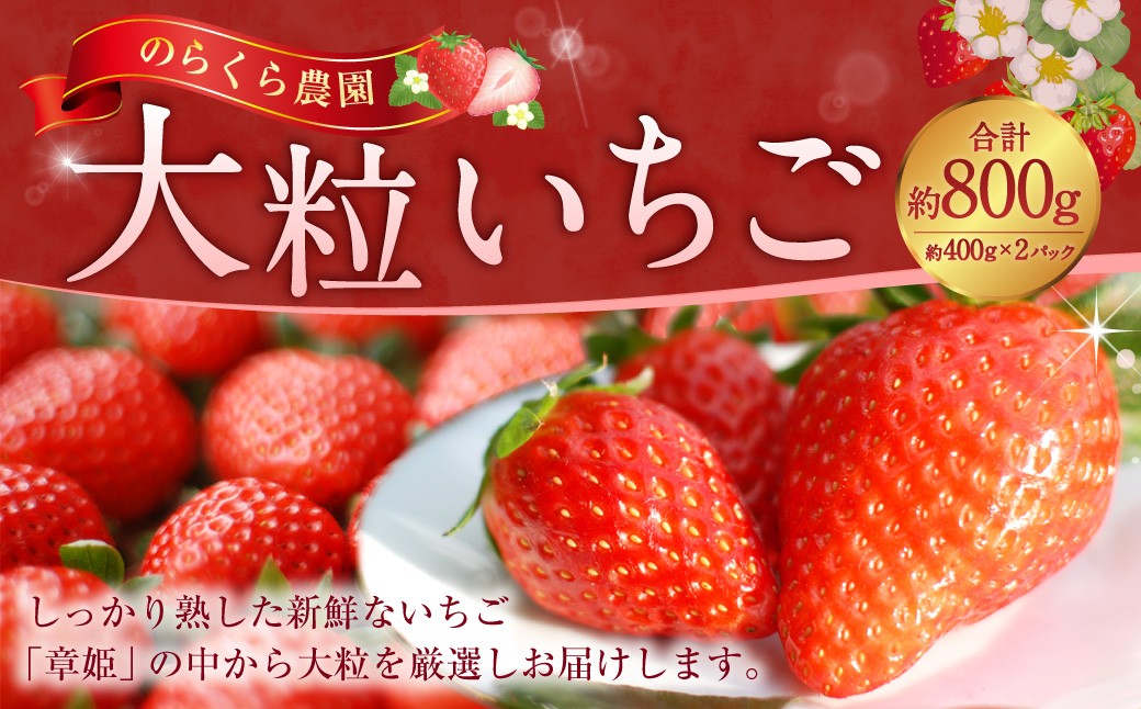 【指定日必須】【2026年1月下旬～3月下旬迄発送予定】のらくら農園　大粒いちご