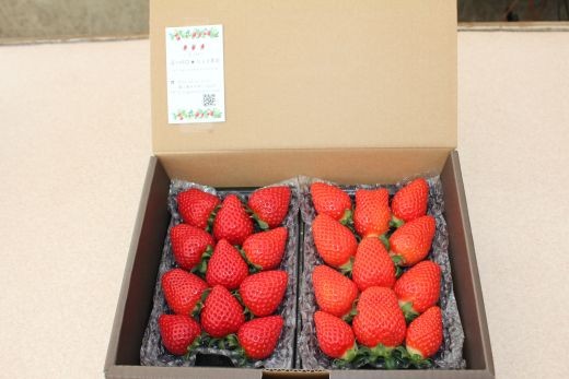 お届けイメージ（270ｇ×2パックでお届け！約16～24粒）