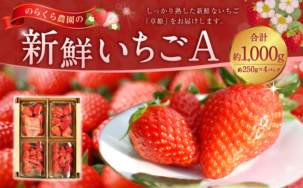 【指定日必須】【2026年2月下旬迄発送予定】のらくら農園の新鮮いちごA
