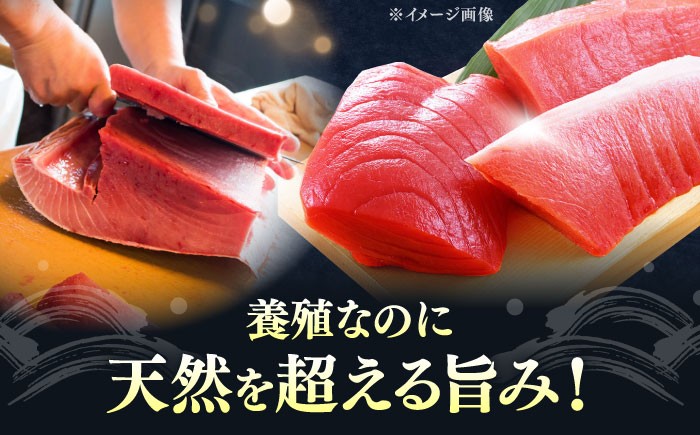  冷凍 マグロ まぐろ 中とろ 鮪 本マグロ 赤身 ねぎとろ トロ 刺身 食べ比べ 海鮮 柵 大とろ 定期便 毎月届く