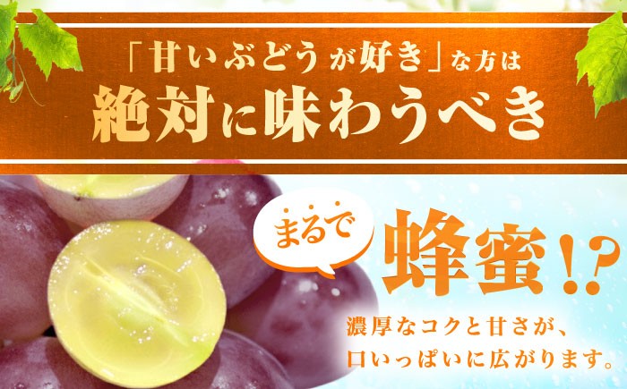 富士の輝 ぶどう ブドウ 葡萄 シャインマスカット 希少品種