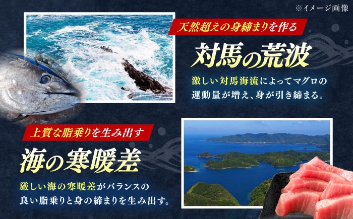  冷凍 マグロ まぐろ 中とろ 鮪 本マグロ 赤身 ねぎとろ トロ 刺身 食べ比べ 海鮮 柵 大とろ 定期便 毎月届く