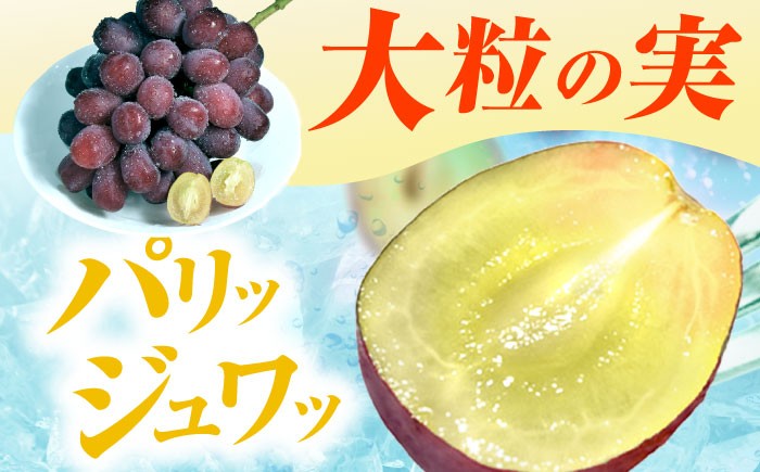 富士の輝 ぶどう ブドウ 葡萄 シャインマスカット 希少品種