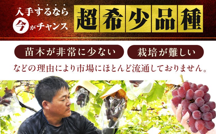 富士の輝 ぶどう ブドウ 葡萄 シャインマスカット 希少品種