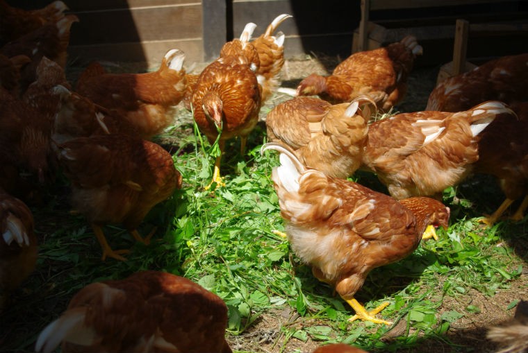 鶏も自由で幸せでなければとの想いから、鶏たちは平飼いで駆け回り、緑の葉っぱをたくさん食べ、手間と愛情をいっぱい受けて育ちます。