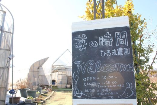 朝採れ苺の直売やいちご狩りを実施☆