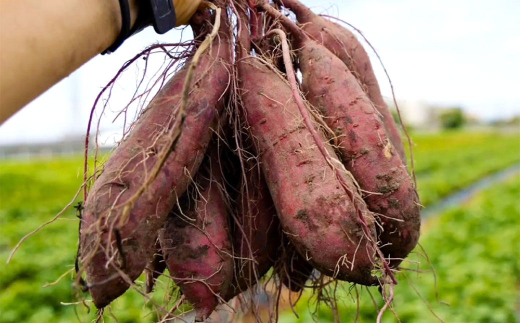 おさつクッキー 100g×4袋