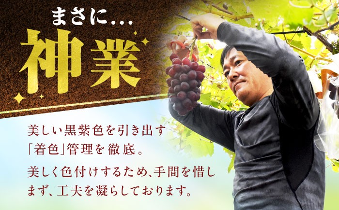 富士の輝 ぶどう ブドウ 葡萄 シャインマスカット 希少品種