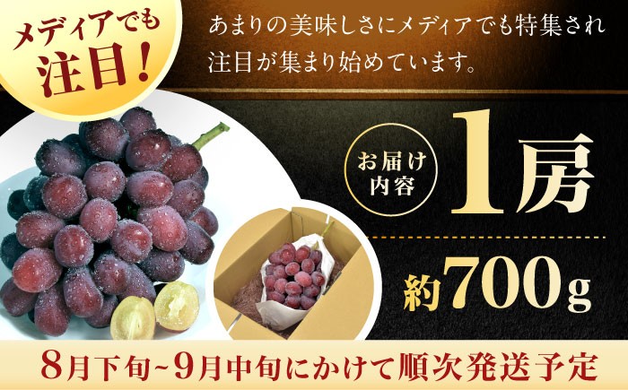 富士の輝 ぶどう ブドウ 葡萄 シャインマスカット 希少品種