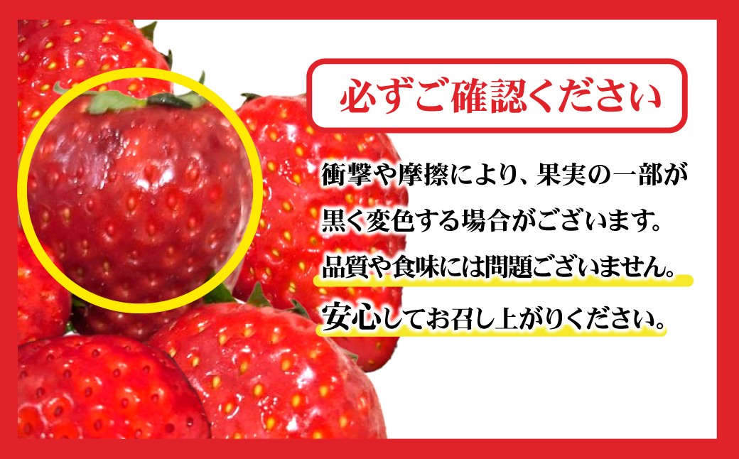 いちご イチゴ 苺 とちおとめ 大粒 いちご イチゴ 苺 とちおとめ 大粒