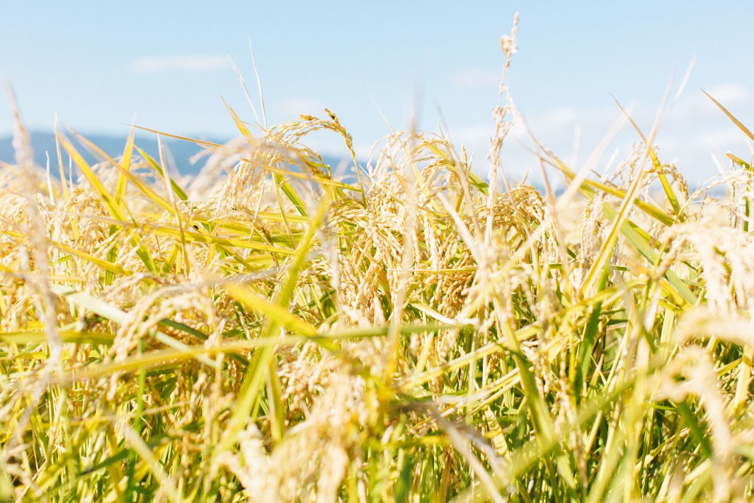 くまもとのブランド米 くまさんの輝き 5kg