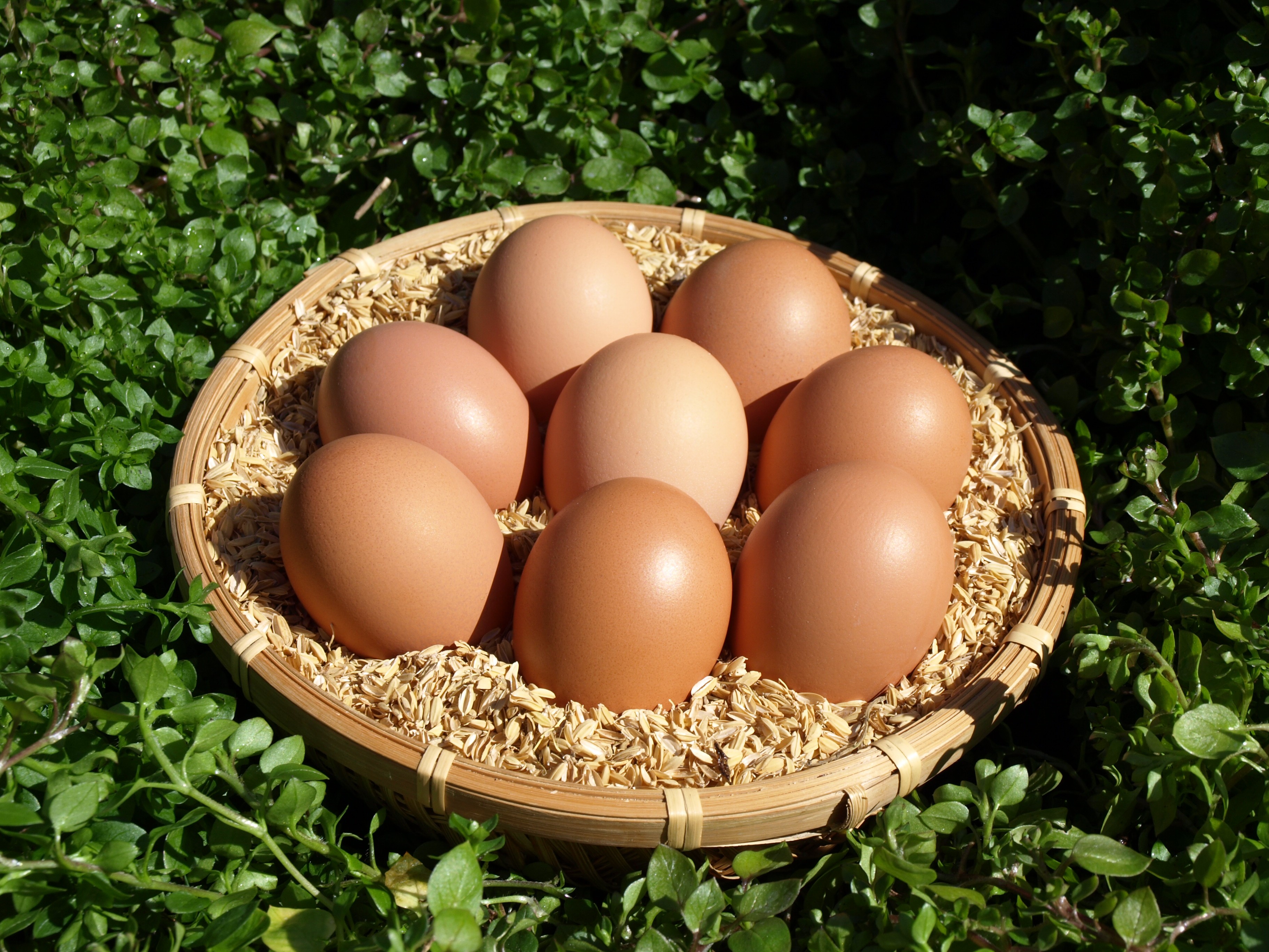 自然の中でのびのび育ったニワトリたちが産む有精卵