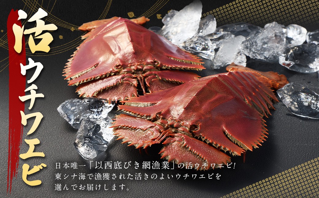 日本唯一 「以西底びき網漁」の活ウチワエビ 1kg 