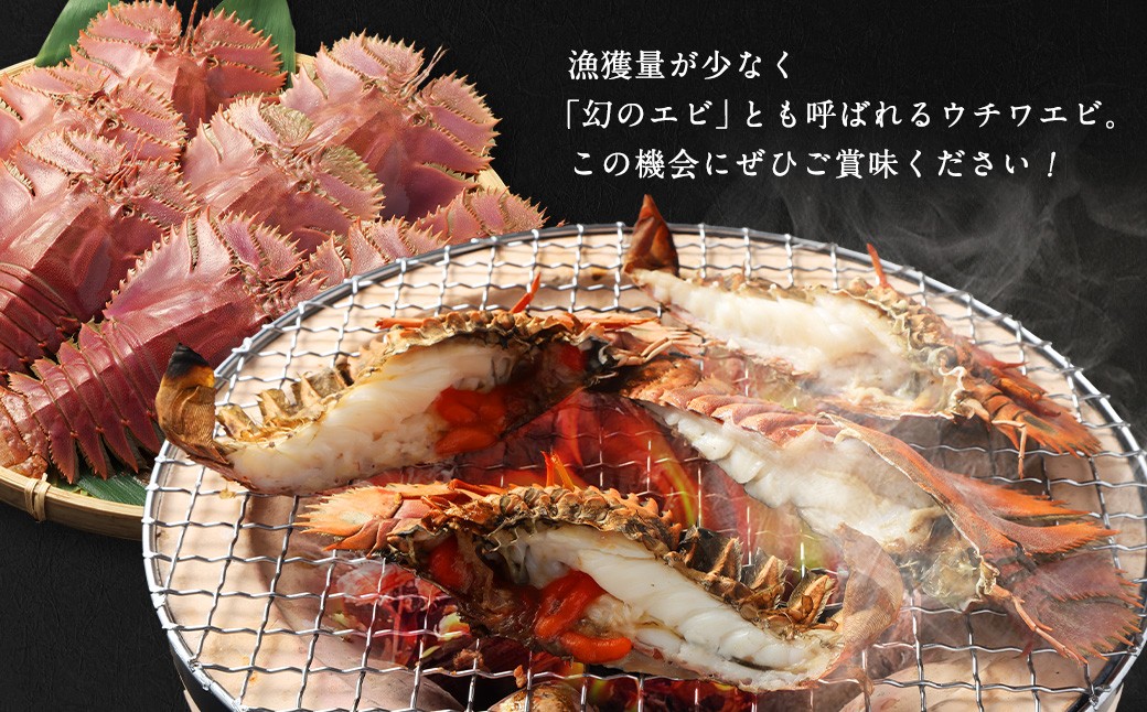 日本唯一 「以西底びき網漁」の活ウチワエビ 1kg 