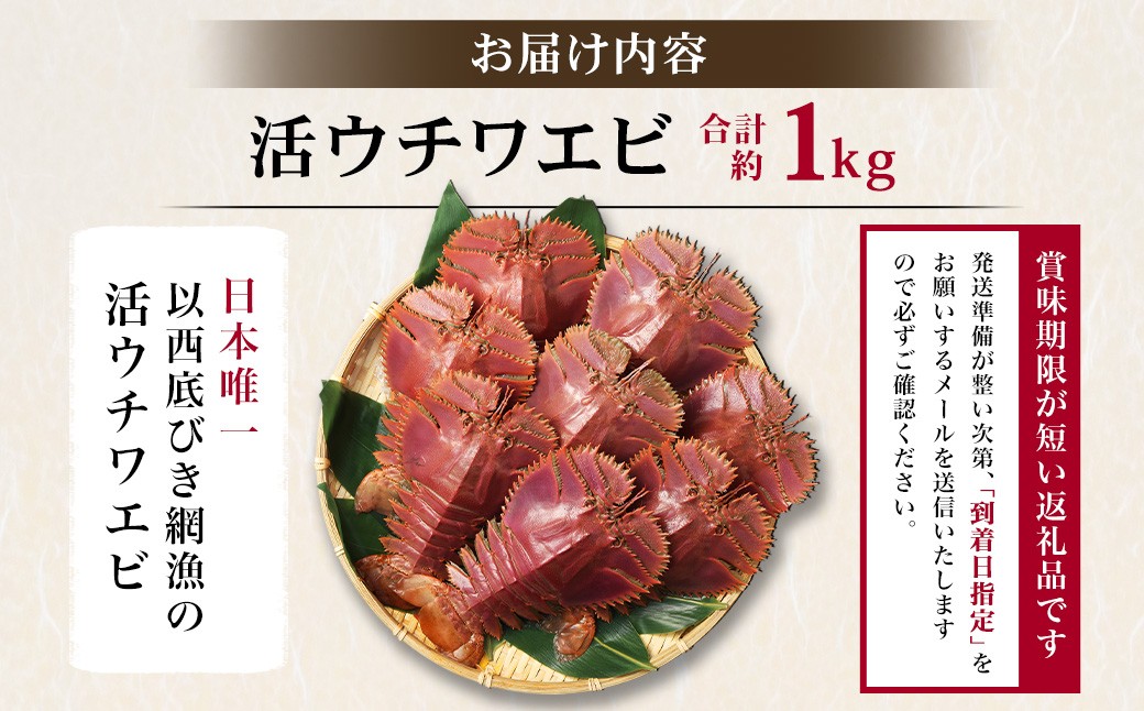 日本唯一 「以西底びき網漁」の活ウチワエビ 1kg 