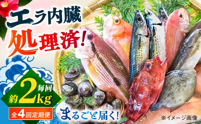 旬 おまかせ 定期便 鮮魚セット 地魚 魚 鮮魚 刺身 セット 詰め合わせ