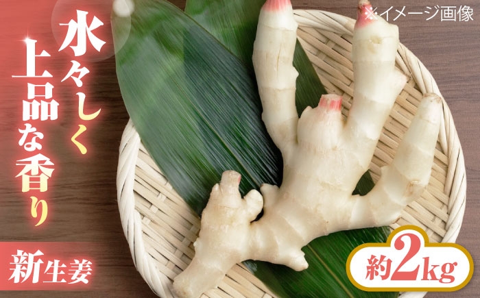 新生姜 生姜 しょうが ショウガ 国産 根菜 薬味 料理 そうめん うどん スープ ジンジャーエール しょうが湯