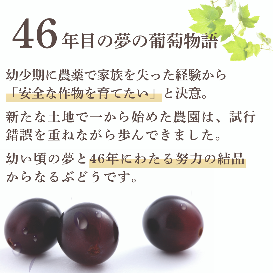 ぶどう 【先行予約】ぶどうの房 1房（600～700g）[2026年産] ぶどう ブドウ 葡萄 ピオーネ ぴおーね ぶどうの房