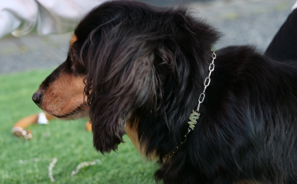 【唯一無二のペットジュエリー】Soothing chain 受注生産 名入れ シルバー アクセサリー オリジナル ハンドメイド