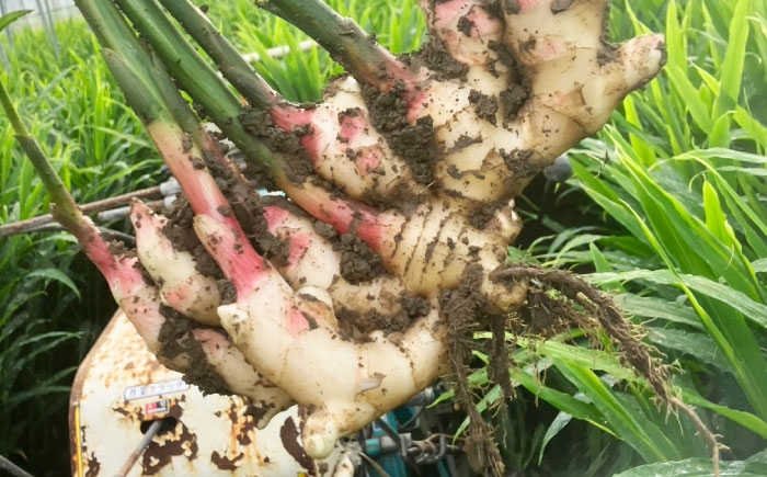 新生姜 生姜 しょうが ショウガ 国産 根菜 薬味 料理 そうめん うどん スープ ジンジャーエール しょうが湯