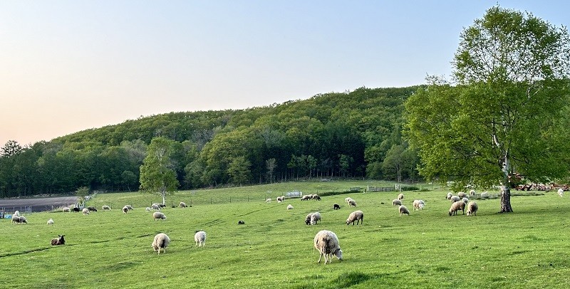 広々とした壮大な自然の中で育っています