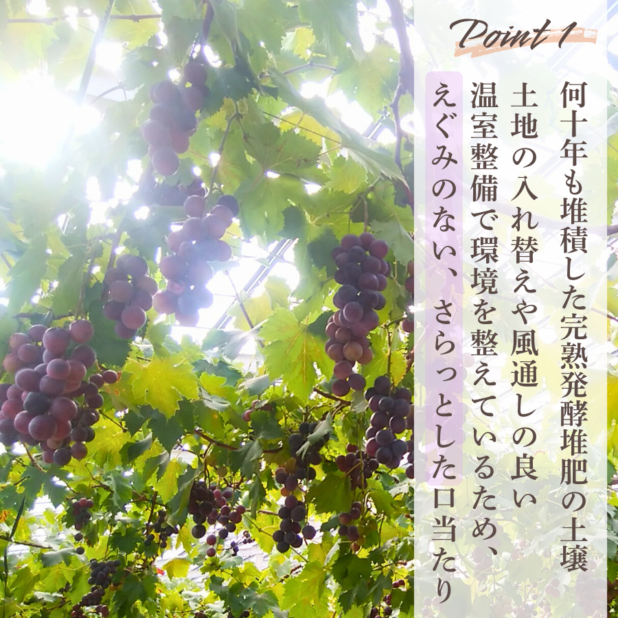 ぶどう 【先行予約】ぶどうの房 1房（600～700g）[2026年産] ぶどう ブドウ 葡萄 ピオーネ ぴおーね ぶどうの房