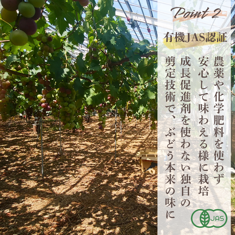 ぶどう 【先行予約】 ぶどうの粒 9粒（直径25mm以上）[2026年産] ぶどう ブドウ 葡萄 ピオーネ ぴおーね ぶどうの粒