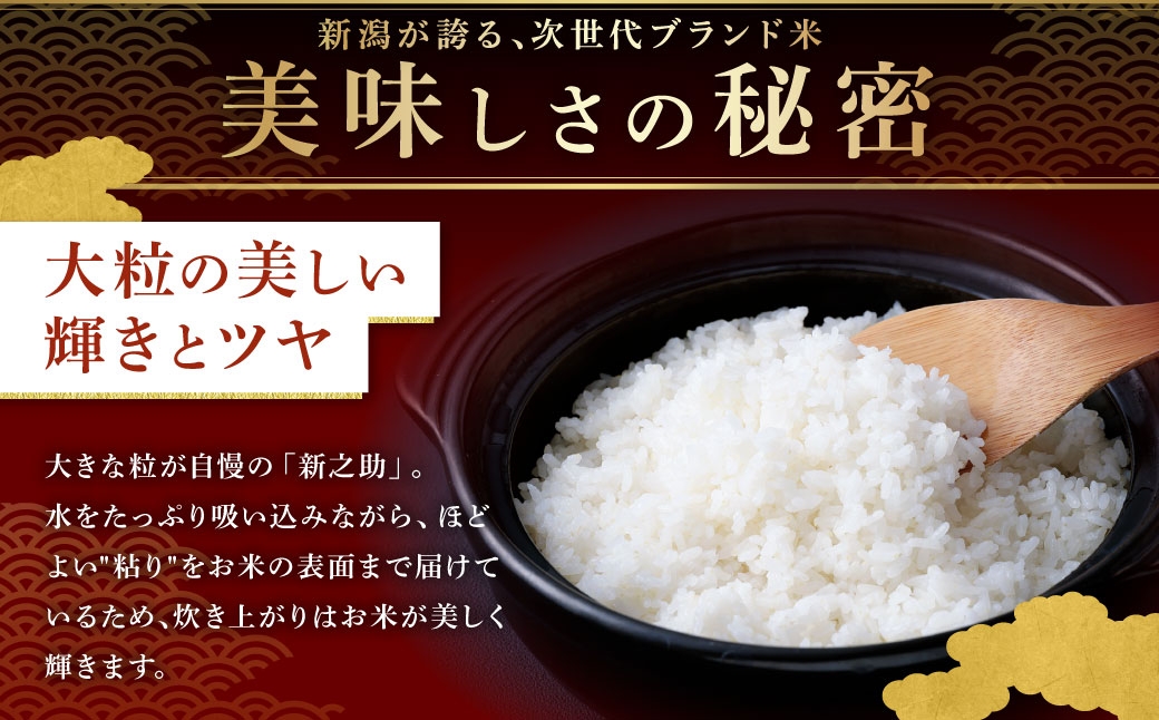 新潟県村上市岩船産 新之助6kg