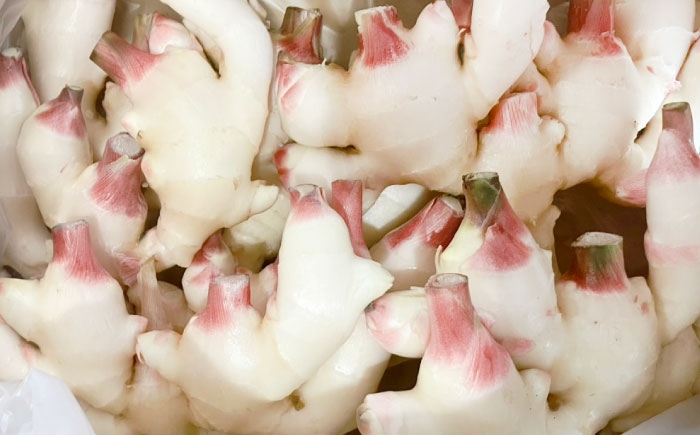 新生姜 生姜 しょうが ショウガ 国産 根菜 薬味 料理 そうめん うどん スープ ジンジャーエール しょうが湯