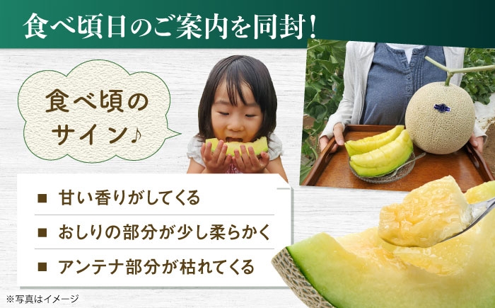 果物 フルーツ 青肉 メロン めろん 長崎 雲仙 甘い お取り寄せ 贈答