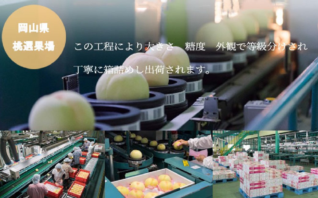 岡山白桃 ロイヤル 4～6玉 約1kg 岡山県産