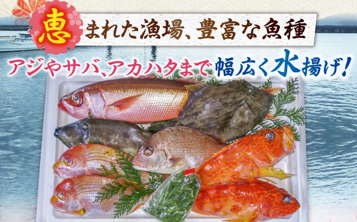 旬 おまかせ 定期便 鮮魚セット 地魚 魚 鮮魚 刺身 セット 詰め合わせ
