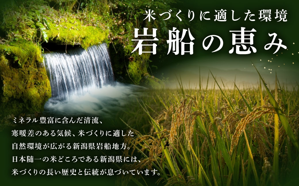 新潟県村上市岩船産 新之助6kg