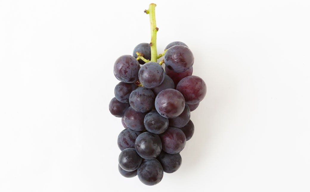 【先行予約】山口農園 巨峰 7房 から 9房 （ 約3kg ） 