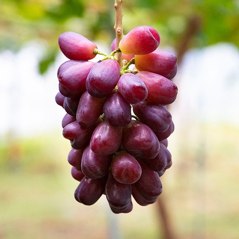 希少品種！ぶどうの形がハート型をしているマイハート