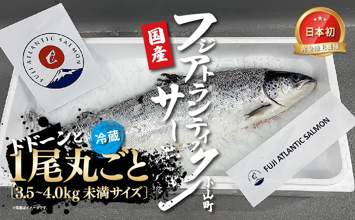 フジアトランティックサーモン　一尾