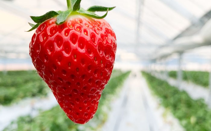 いちご 苺 イチゴ いちごさん フルーツ 果物 ギフト プレゼント ichigo 甘い いちご