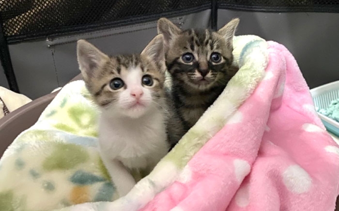 ねこ ネコ 猫 保護猫 猫グッズ 小物 雑貨 かわいい ふわふわ 毛布 もうふ グッズ 手作り ハンドメイド 人気 おすすめ