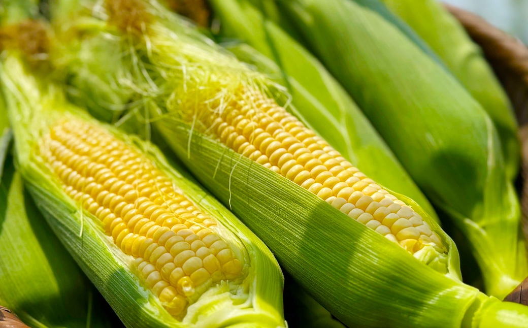 とうもろこし ゴールドラッシュ 5本～8本入 