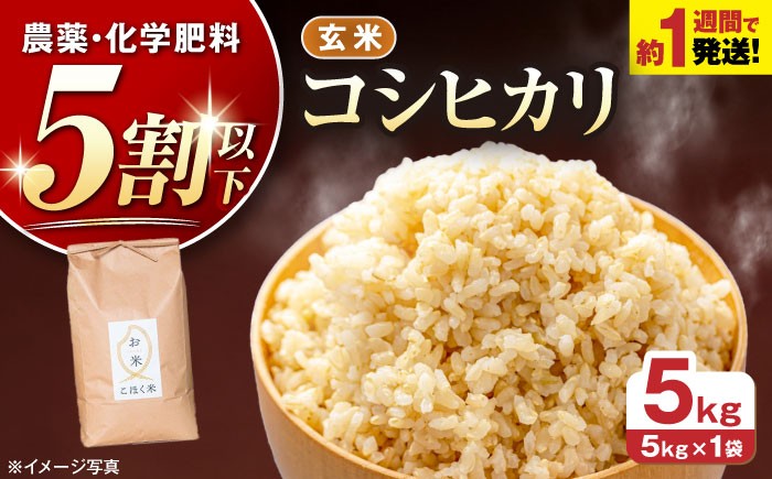  玄米 げんまい コシヒカリ こしひかり 米 5kg お米 ご飯 ごはん ゴハン 近江米 滋賀県産 長浜市産 こめ 玄米 