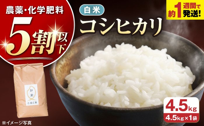  白米 コシヒカリ 米 お米 ご飯 白米 こしひかり 近江米 滋賀県産 長浜市産 こめ 白米 精米 お米  食品 ふるさと納税