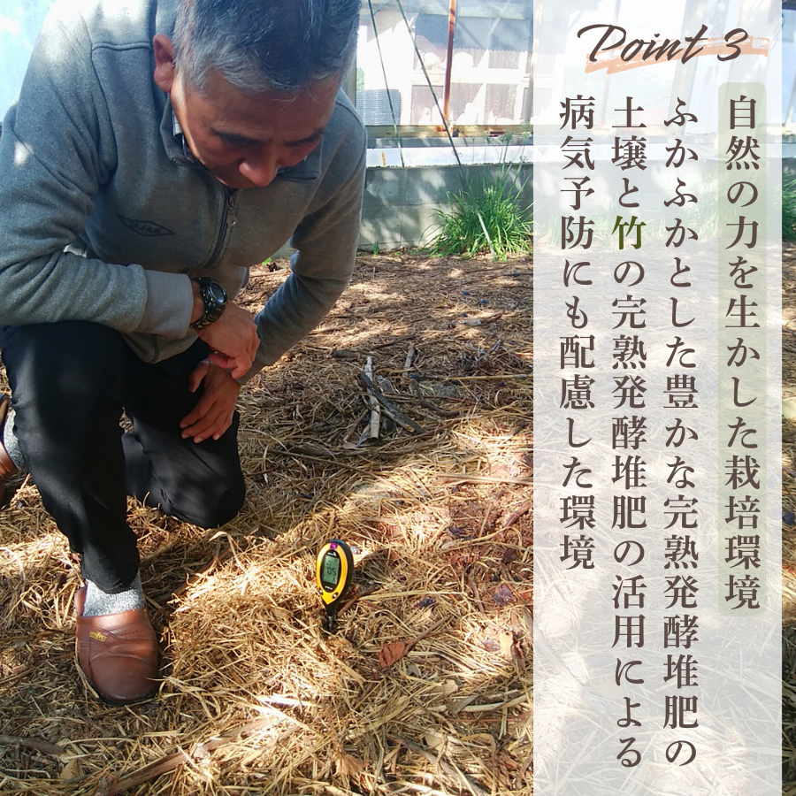 ぶどう 【先行予約】「冷凍ぶどう」200g×3パック[2026年産] ぶどう ブドウ 葡萄 ピオーネ ぴおーね 冷凍ぶどう 冷凍